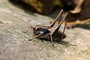 Heuschrecke, Strauchschrecke auf der Mauer, Pholidoptera griseoaptera