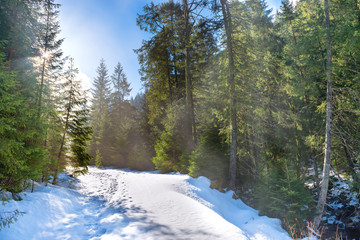 Sun light in the winter forest