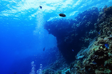 divers underwater landscape