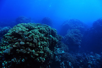 Fototapeta na wymiar coral reef in the warm sea