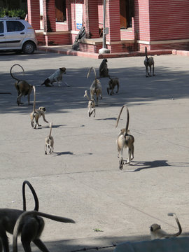 Black Faced Langur Monkey Troop