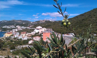 Oliwki i Hvar © Konrad_elx