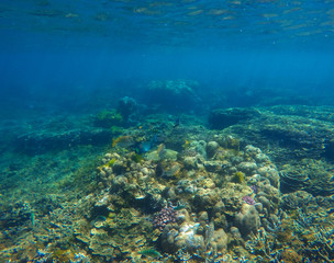 Naklejka na ściany i meble Underwater landscape with coral on sea bottom. Oceanic life in clear blue water.