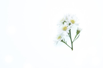 Fototapeta na wymiar White cutter flower on white background.