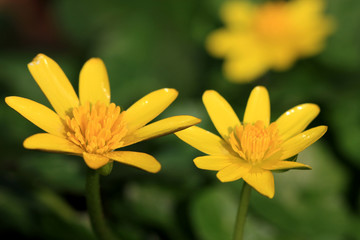 Lesser Celandine flowers