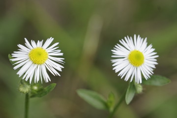 Obraz premium two daisies with one in focus and another in the background with very soft focus