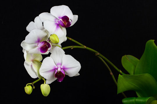 Zen orchid