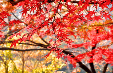 紅葉
