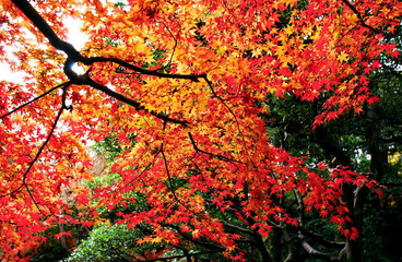 紅葉