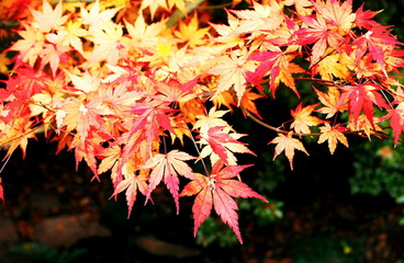 紅葉