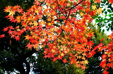 紅葉