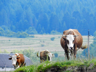 Fototapeta na wymiar Herd of cows go on field