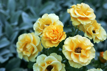 Yellow delicate flowers