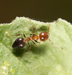 ant in nature. macro