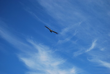 Полет Кондора. Перу/Flight of the Condor in a deep canyon. Peru