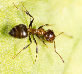 ant in nature. macro