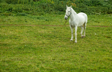 white horse on a green meadow