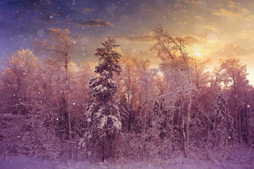 amazing winter landscape at sunset in forest
