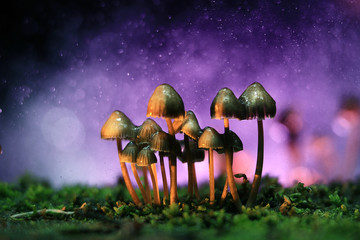 small poisonous mushrooms toadstool group psilocybin