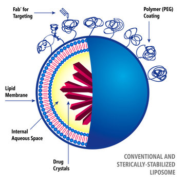 Conventional And Sterically-Stabilized Liposome. Medical Vector Illustration Of Liposomes Drug Delivery System