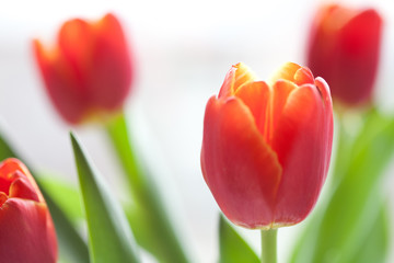 Red tulips macro view. Spring flowers on white background. shallow depth of field