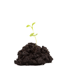 Heap dirt with a green plant sprout