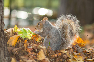 gray squirrel in the foreground eating peanut