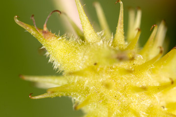 spikes on the green spines. macro