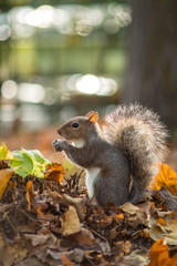 gray squirrel in the foreground eating peanut