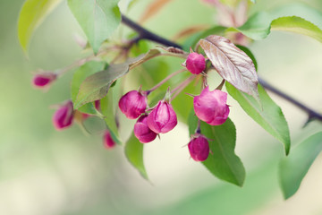 Red apple tree branch with flowers on a green background.