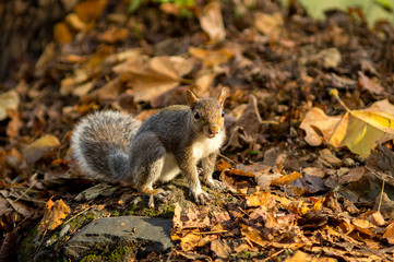 gray squirrel in the foreground eating peanut