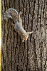 Fototapeta premium gray squirrel in the foreground eating peanut
