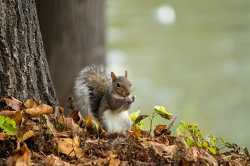gray squirrel in the foreground eating peanut