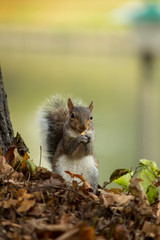 gray squirrel in the foreground eating peanut