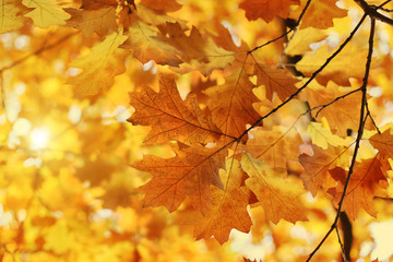 Naklejka na ściany i meble Beautiful autumn branch with sunlight