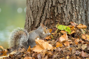 gray squirrel in the foreground eating peanut