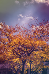 Autumn leaves and branches