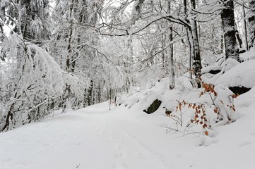 Winter forest with snow