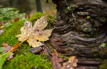 Autumn Macro Details in Mata da Albergaria, Geres