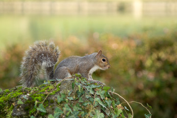 gray squirrel in the foreground eating peanut