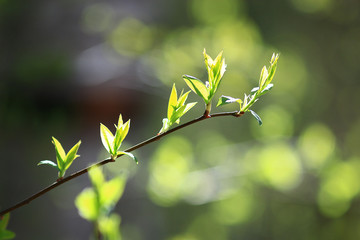 blurred spring background, young branches with leaves and buds