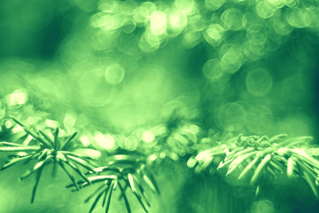 bokeh blurred background green grass leaves