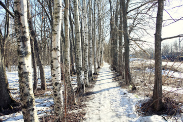 landscape in a forest in the early winter snow falls