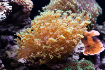 Fototapeta na wymiar Tropical aquarium with marine invertebrates. Actiniaria. Heteractis malu Radianthus malu. soft focus