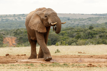 Fototapeta premium Bush Elephant climbing in the watering hole
