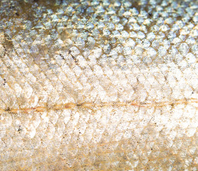 scales of fish as background