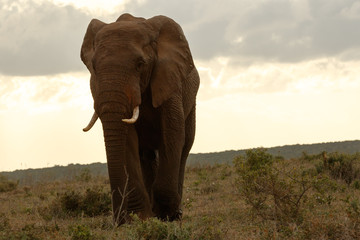 Fototapeta na wymiar Sundown pose of a Bush Elephant