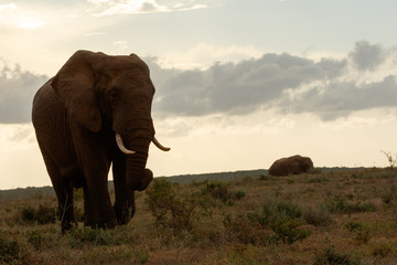 Fototapeta na wymiar Bush Elephant walking to find a spot to rest for the night.