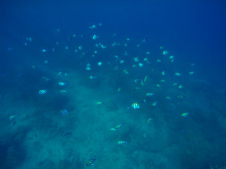 Underwater landscape with deep blue sea water and bubbles.