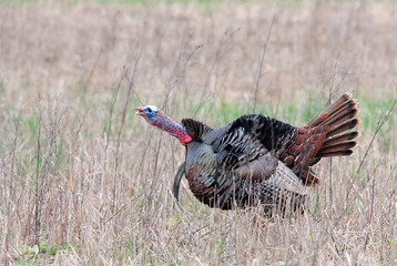 Wild turkey male gobbling